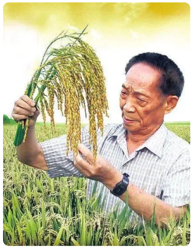 怀念袁隆平先生逝世两周年